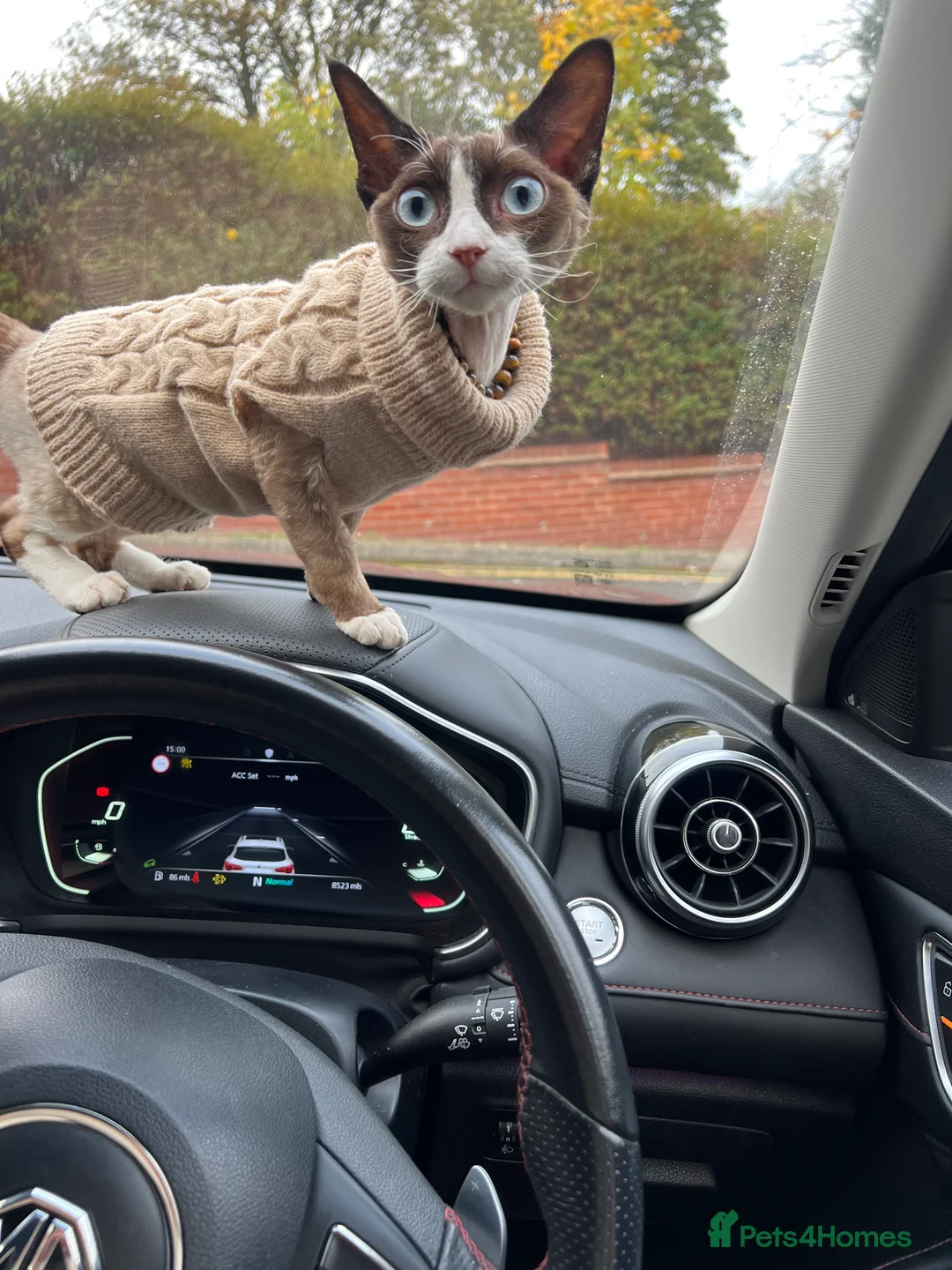 Devon Rex cats for sale: Female  - Advert 6