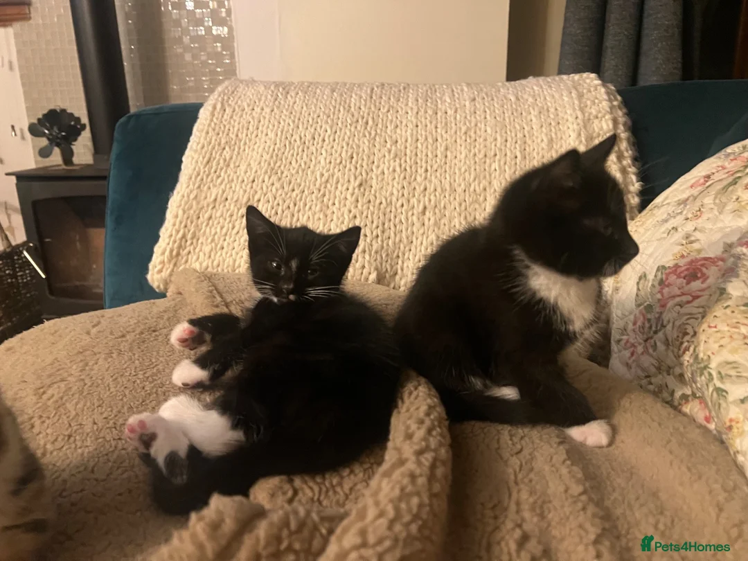 Mixed Breed cats for sale: 2 Tuxedo Tabby Boys in Shifnal - Advert 2
