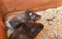 Guinea Pig rodents for sale: Trio Male Guineapigs- Brothers  - Image 8