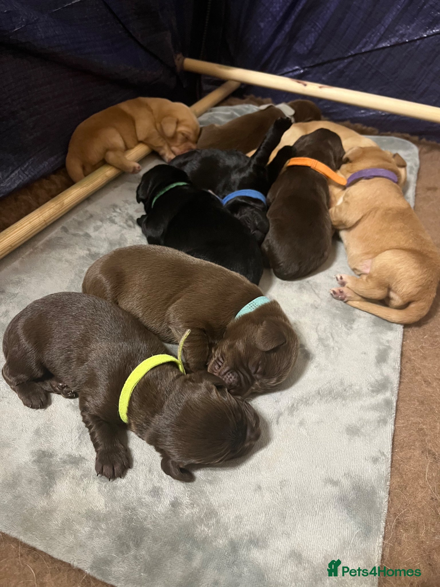 Cockerdor dogs Beautiful Cockerdor Puppies 🐶  - Advert 1