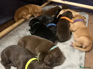 Cockerdor dogs Beautiful Cockerdor Puppies 🐶 - Advert 2