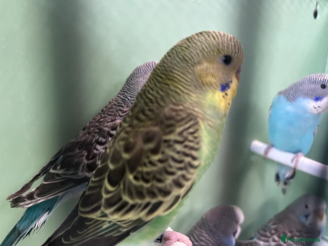 Budgerigars birds for sale: Budgies for Sale  - Advert 12