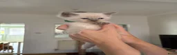 Ragdoll cats for sale: Bluepoint ragdolls for sale  in Liverpool - Advert 16