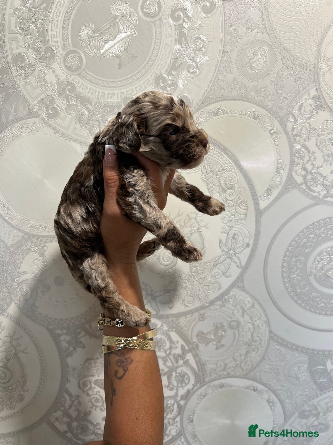 Cockapoo dogs for sale: Stunning litter of F1 Yankee doodles - Image 5