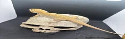 Bearded Dragon reptiles for sale: Spectacular baby dragons ready now  - Advert 3