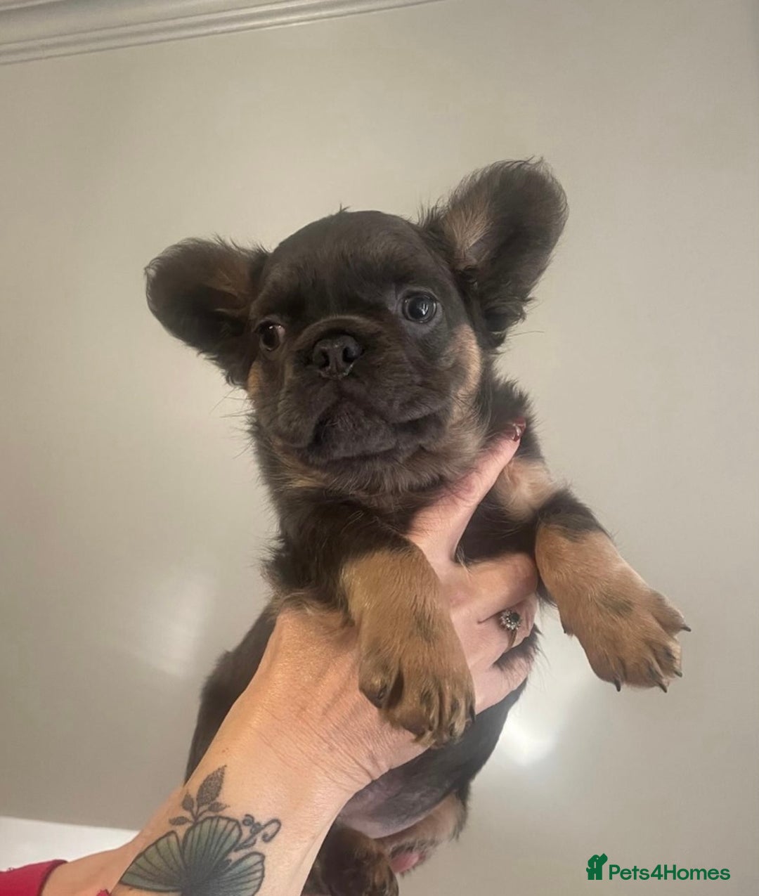 French Bulldog dogs for sale: Blue and Tan Fluffy French Bulldog - Advert 2