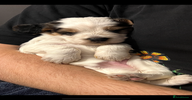 Cockapoo dogs F1B cockapoo puppies - Advert 8