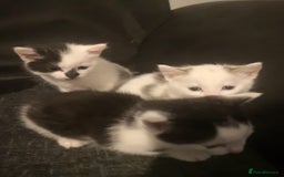 Mixed Breed cats for sale: 5 kittens  - Image 1