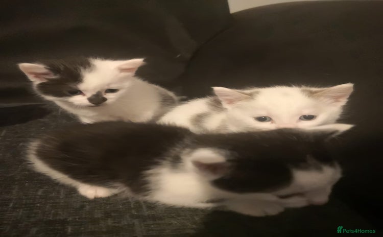 Mixed Breed cats - Advert 2
