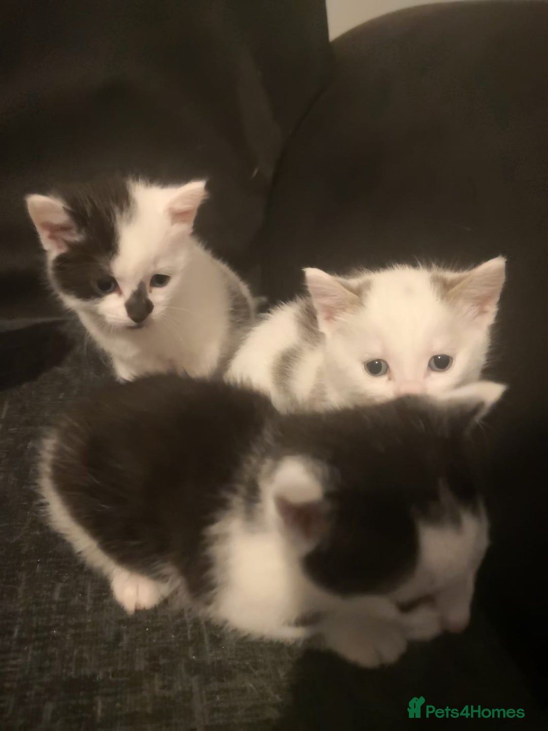 Mixed Breed cats for sale: 5 kittens  - Image 1