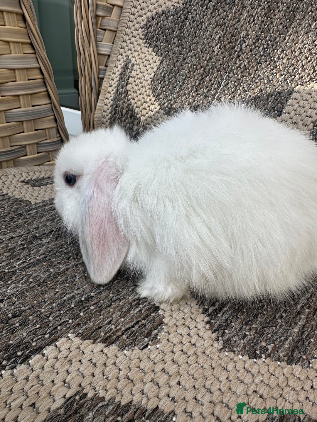 Mini Lop rabbits for sale: Gorgeous mini lop bucks available . - Image 24