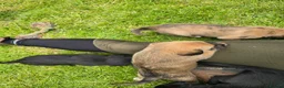 Mixed Breed dogs for sale: Bedlington whippet. Woody & Paddy - Advert 14