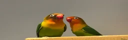 Lovebirds birds for sale: Love birds - Advert 8