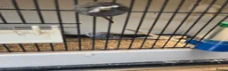 Budgerigars birds for sale: 2026 budgies - Advert 1