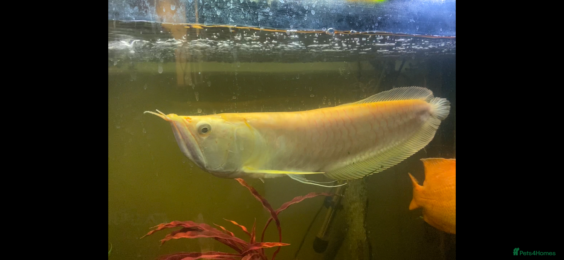 Other/Mixed Breed fish Albino Arowana - Advert 1