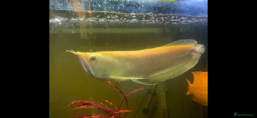 Other/Mixed Breed fish for sale: Albino Arowana - Advert 1