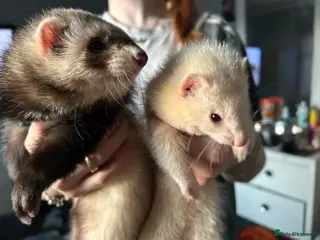 Ferret rodents bonded ferrets - Advert 3