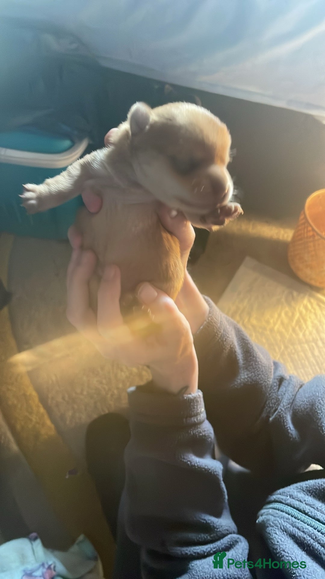 Chihuahua dogs for sale: 3 beatiful Chiuawa  - Image 5