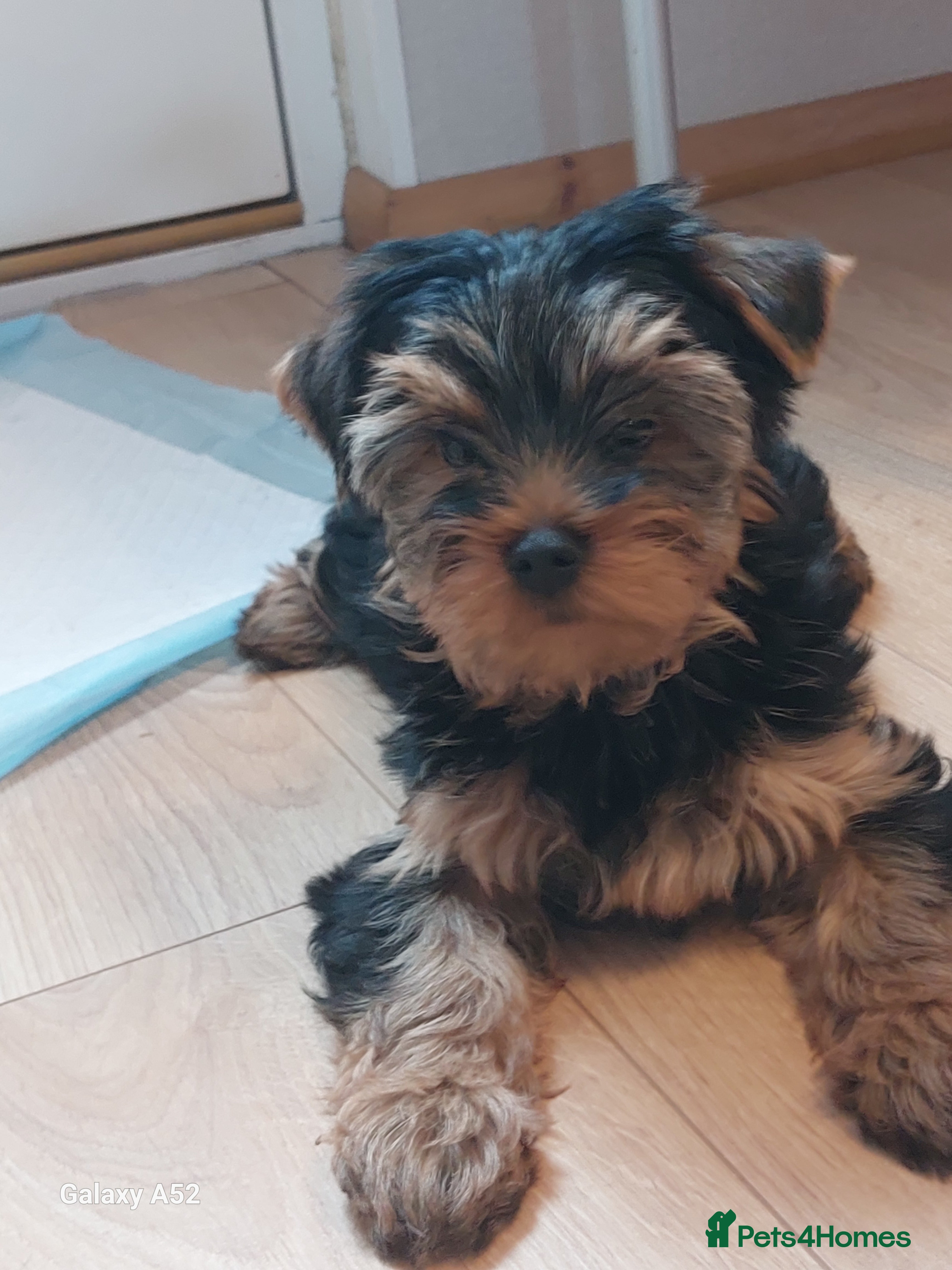Yorkshire Terrier dogs Yorkshire Terrier Puppies (2 left) - Advert 7