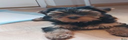 Yorkshire Terrier dogs for sale: Yorkshire Terrier Puppies (2 left) - Advert 30