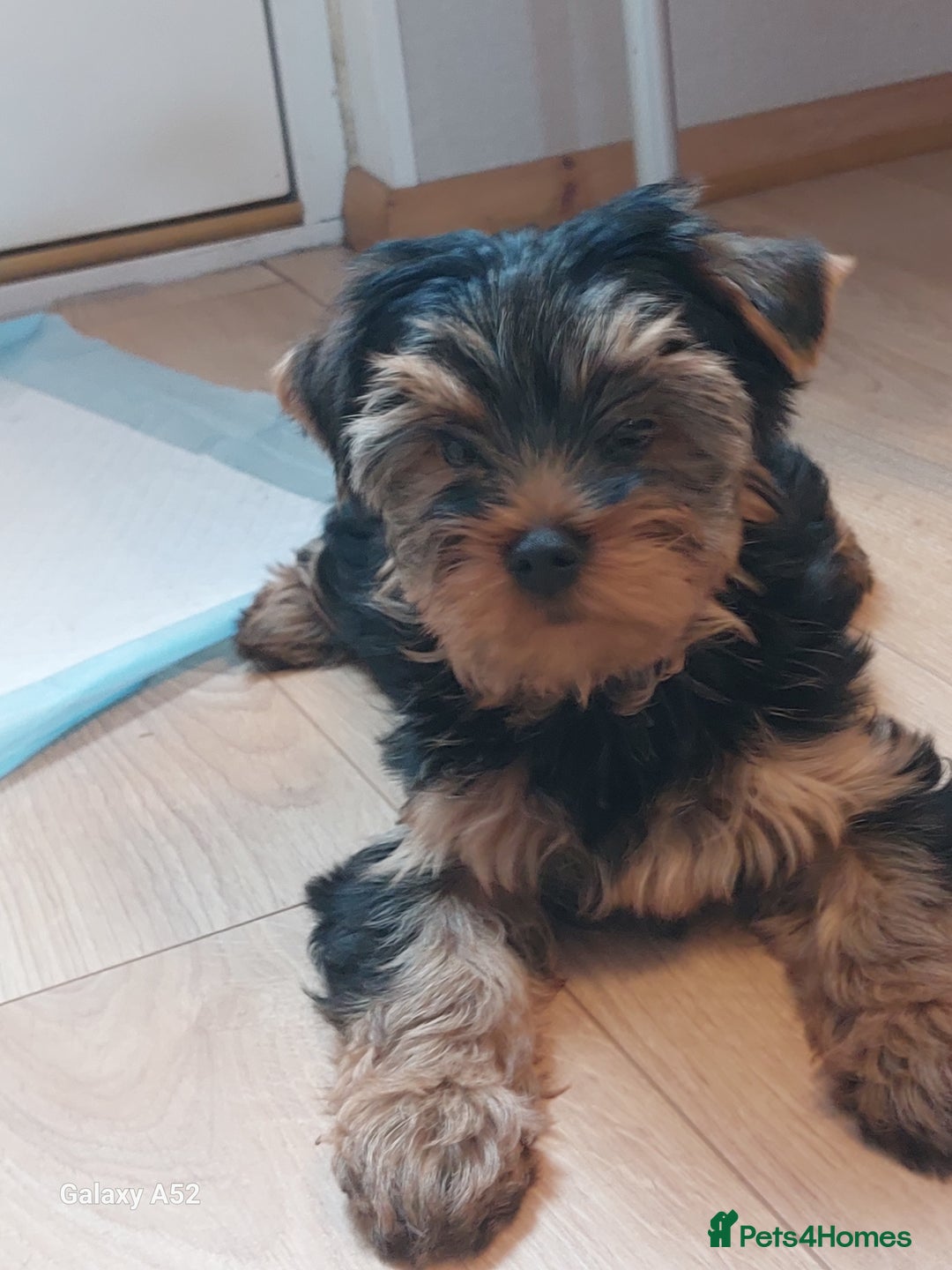 Yorkshire Terrier dogs for sale: Yorkshire Terrier Puppies (2 left) - Advert 30