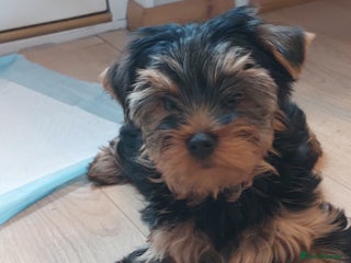 Yorkshire Terrier dogs Yorkshire Terrier Puppies (2 left) - Advert 6