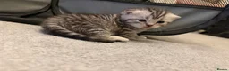 Scottish Fold cats for sale: Scottish Fold Kittens for Sale - Advert 4
