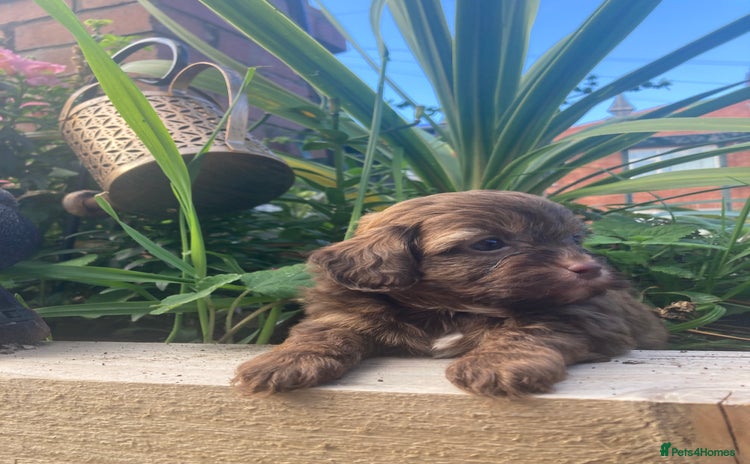 Shihpoo dogs - Advert 3