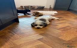 Cavapoochon dogs for sale: Gorgeous litter of Cavapoochon  - Image 11