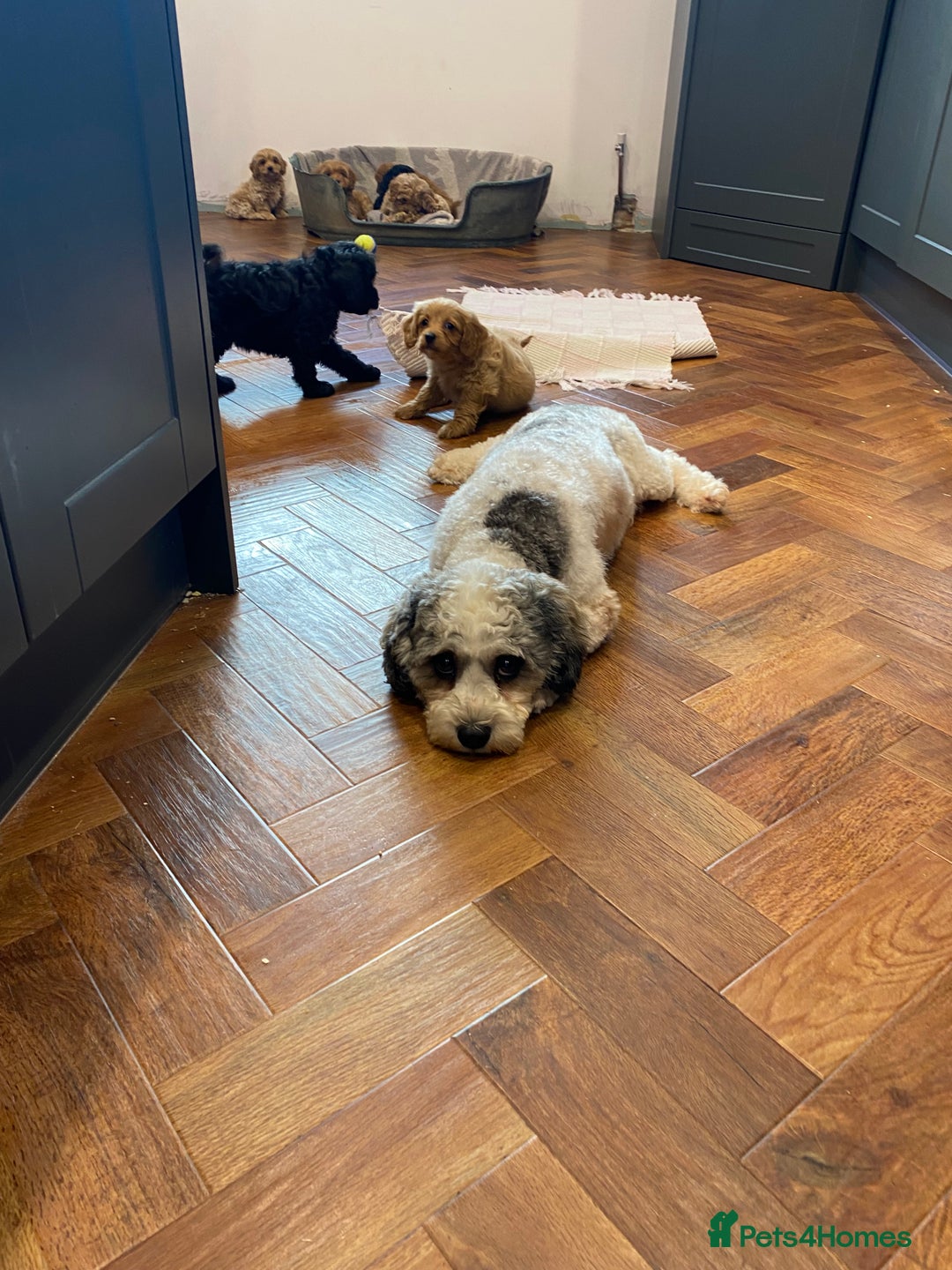 Cavapoochon dogs for sale: Gorgeous litter of Cavapoochon  - Image 11