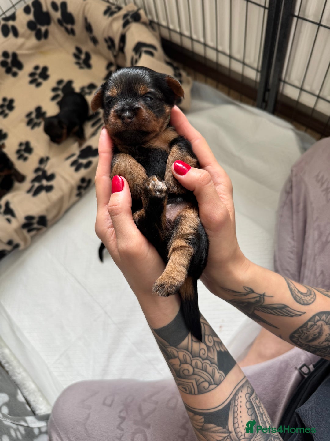 Yorkshire Terrier dogs for sale: ❤️Last girl available Miniature yorkshire terrier - Image 31