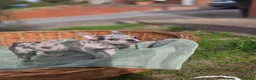 French Bulldog dogs for sale: 4 BEAUTIFUL FRENCH BULLDOGS FOR CHEAP!!!! - Advert 9