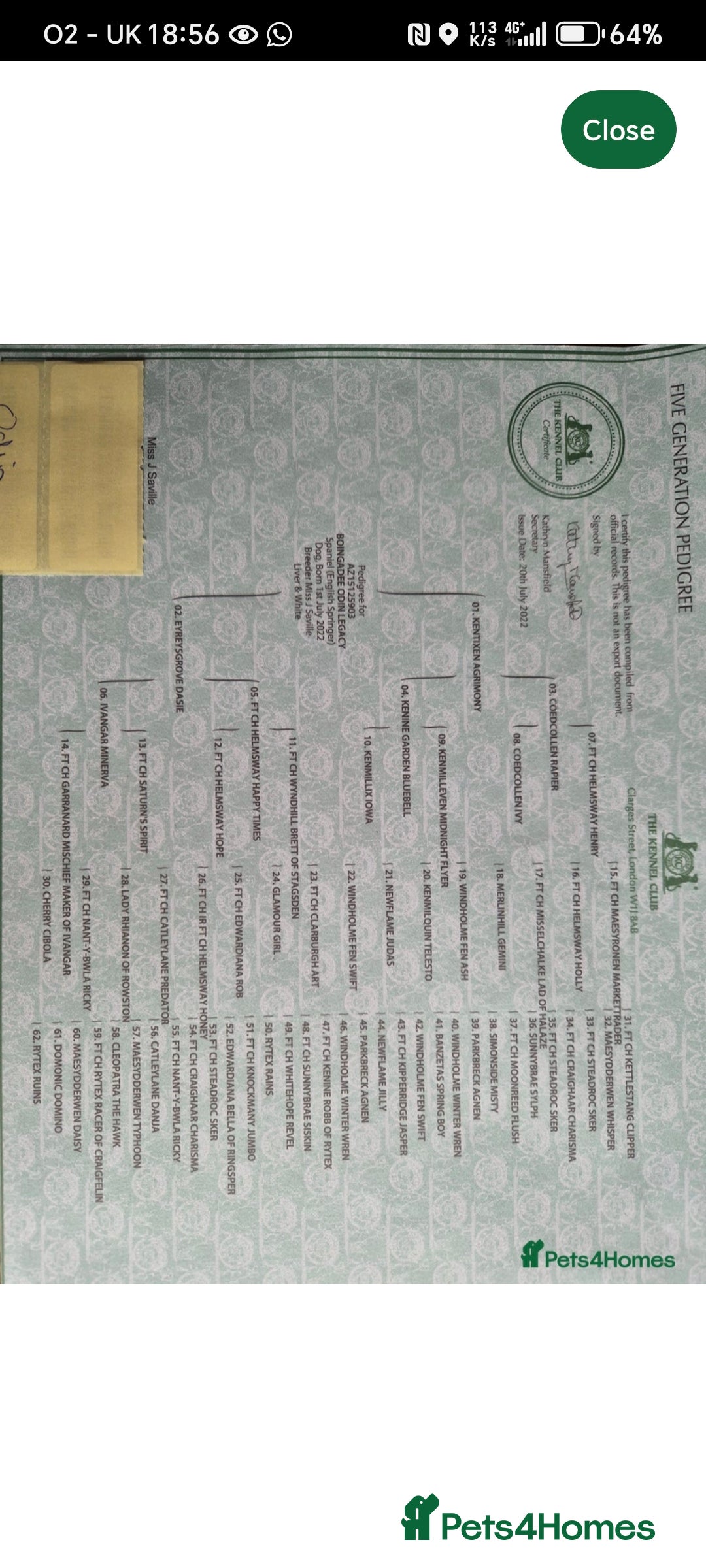 English Springer Spaniel dogs for sale: 🌟 Beautiful Springer Spaniel Litter - Image 21