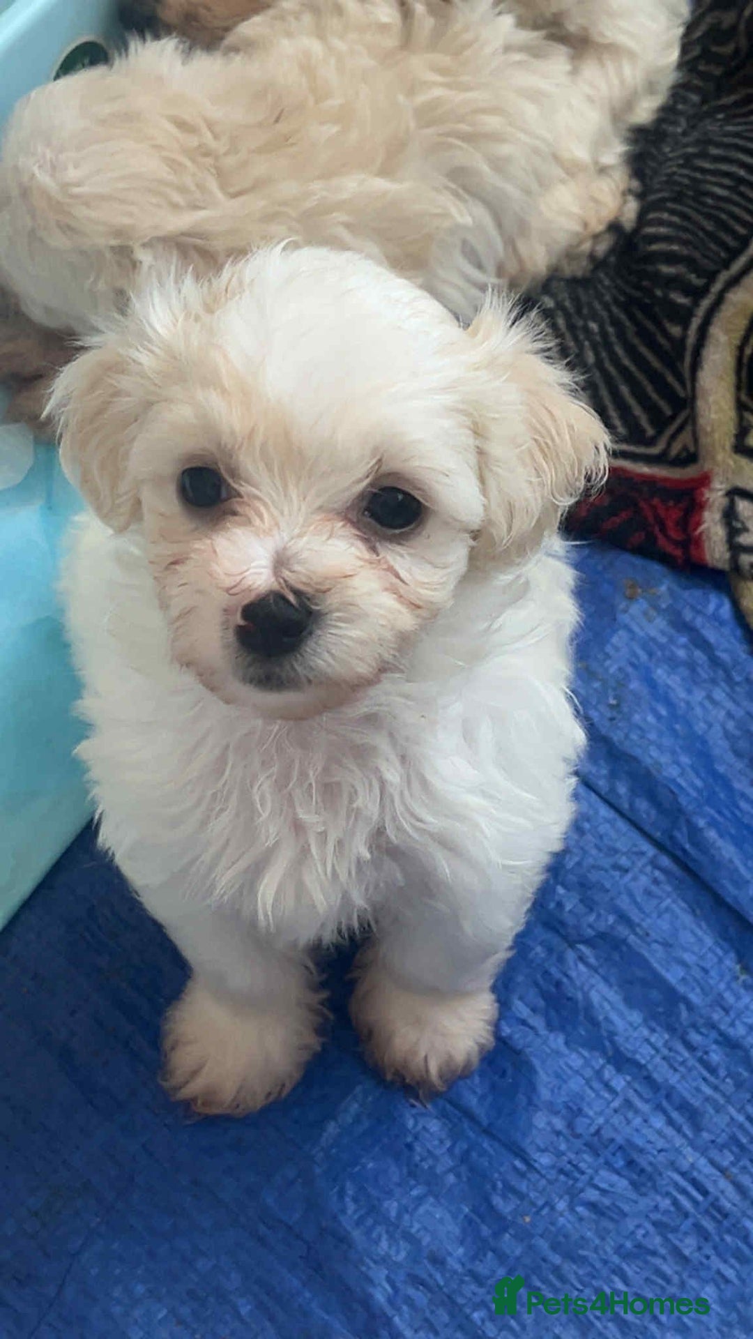 Bichon Frise dogs for sale: Bichon Frise Puppies For Sale - Image 7