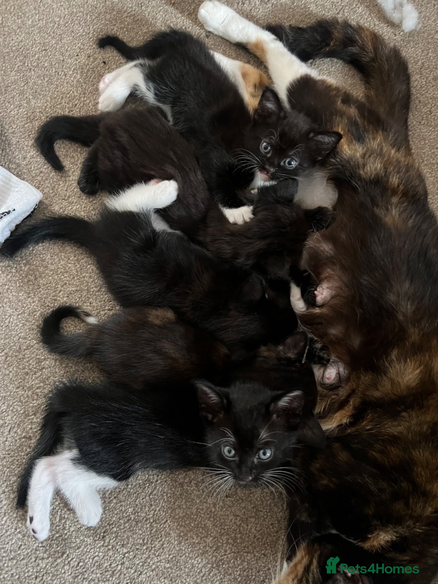 Mixed Breed cats Kittens  - Advert 1