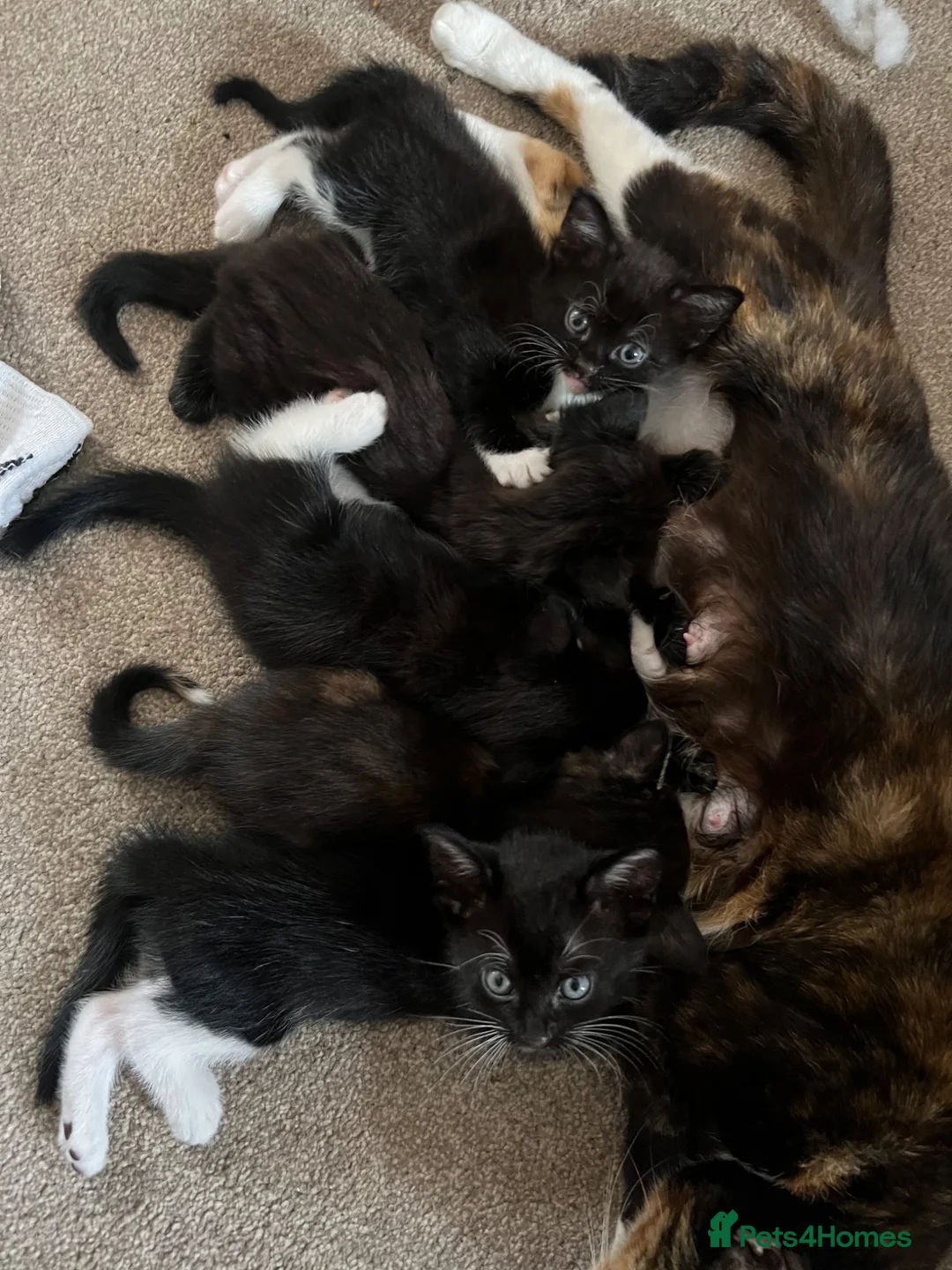Mixed Breed cats for sale: Kittens  - Advert 1