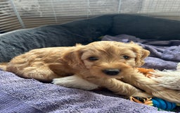 Cockapoo dogs for sale: Adorable Cockapoo Puppies  - Image 13