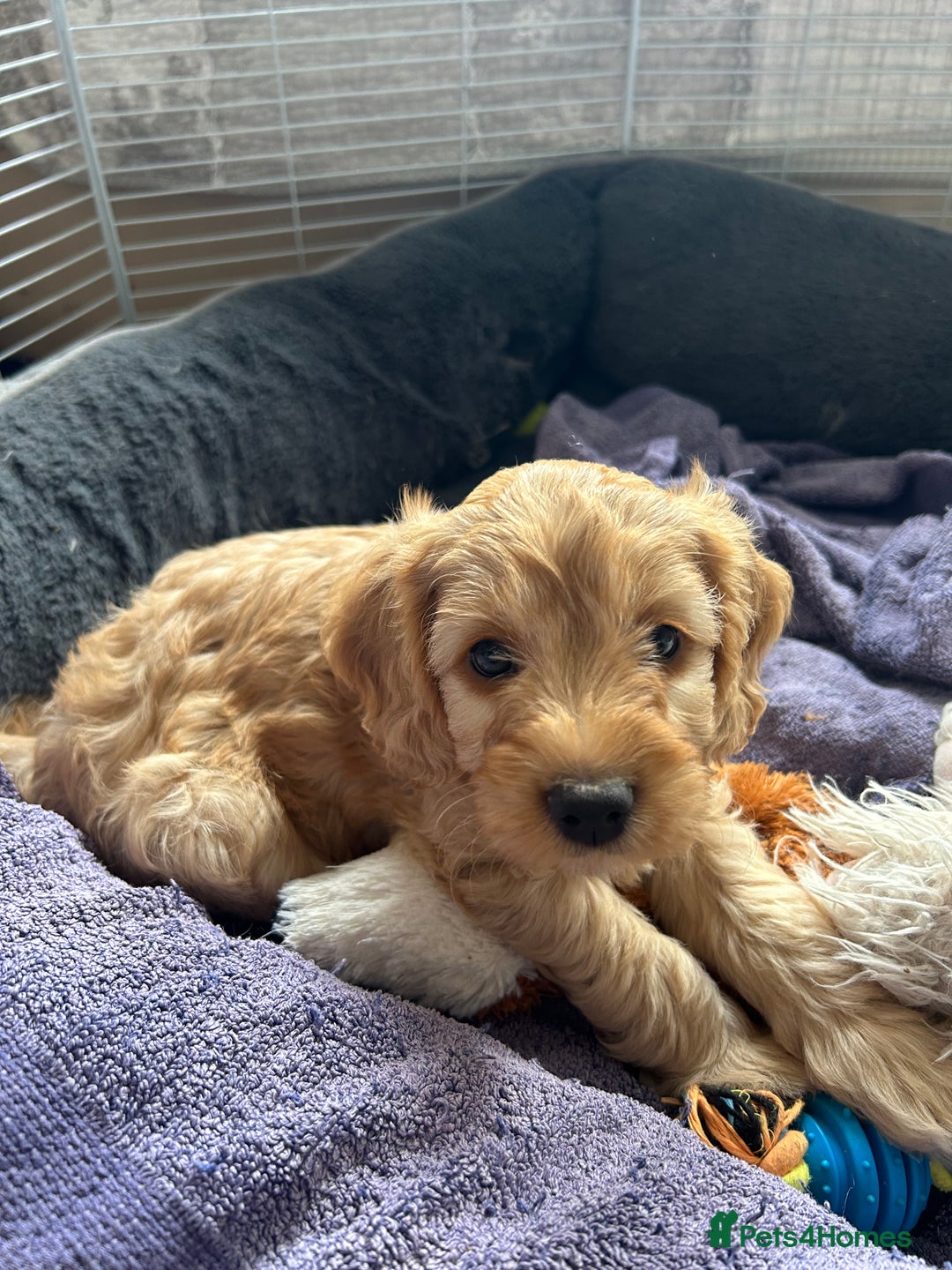 Cockapoo dogs for sale: Adorable Cockapoo Puppies  - Image 13