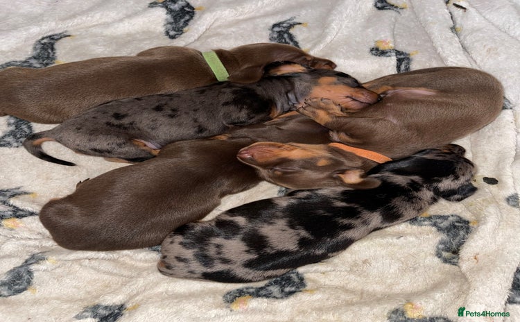 Miniature Dachshund dogs - Advert 13