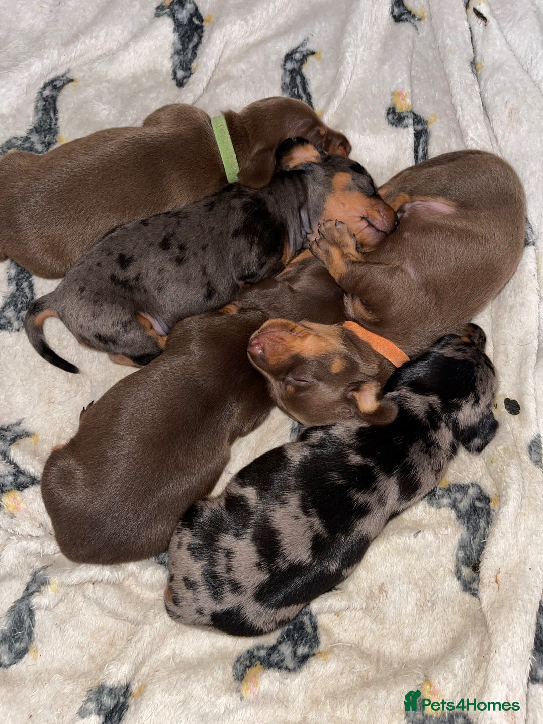 Miniature Dachshund dogs for sale: KC Reg Pedigree Mini Smooth Haired Dachshunds - Image 1