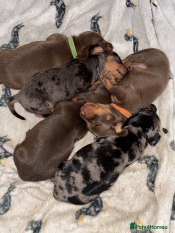 Miniature Dachshund dogs - Advert 3