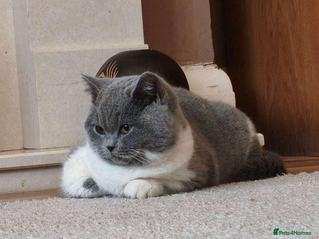 British Shorthair cats for sale: British shorthair - Advert 11