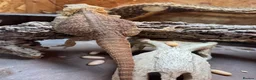 Bearded Dragon reptiles for sale: Bearded Dragon and all supplies  - Advert 4