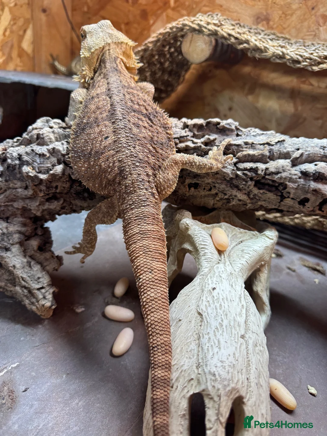 Bearded Dragon reptiles for sale: Bearded Dragon and all supplies  - Advert 4