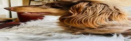 Miniature Dachshund dogs for stud: KC Reg Long Haired Choc Dapple Miniature Dachshund - Advert 5