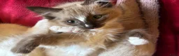 Tonkinese cats for sale: Exquisite Tonkdolls  - Advert 9