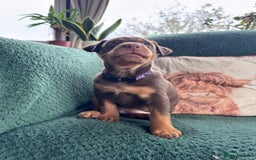 Australian Kelpie dogs for sale: Australian Kelpie Puppies WKC Registered - Image 16