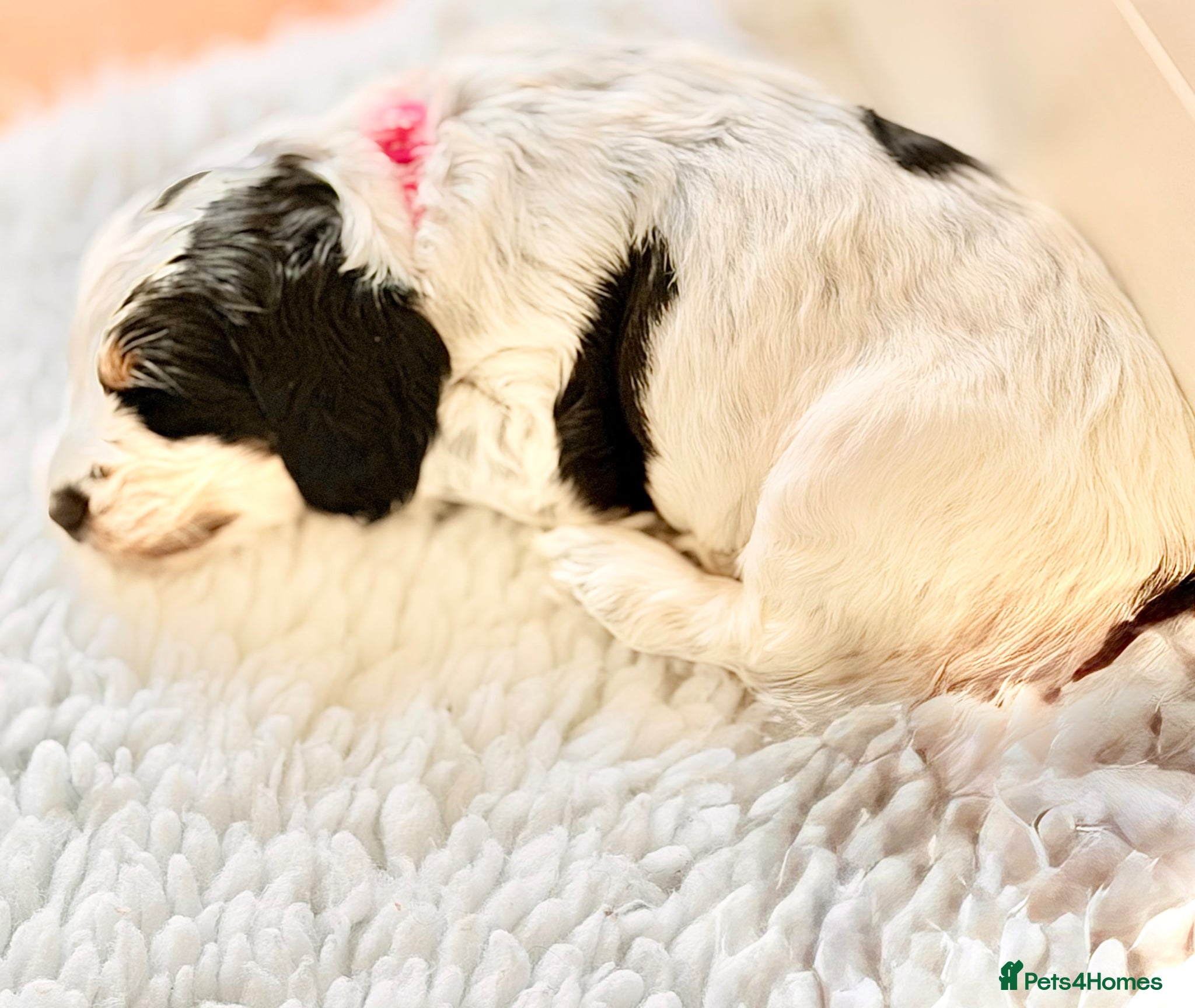 Cockapoo dogs F1 show type Cockapoos from health tested parents  - Advert 18