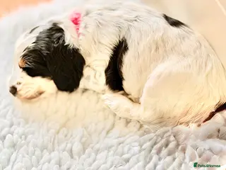 Cockapoo dogs F1 show type Cockapoos from health tested parents - Advert 18