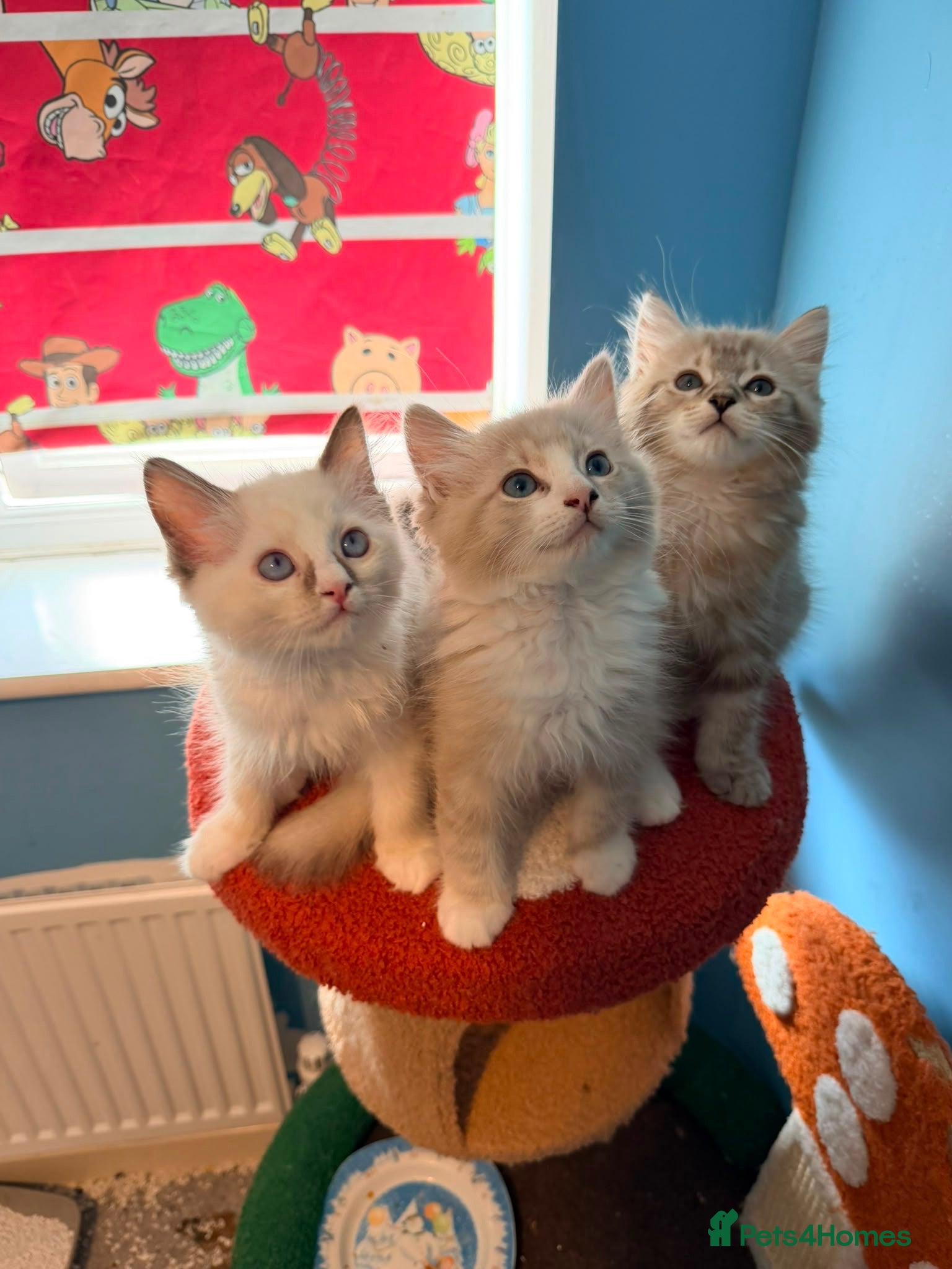 Ragdoll cats 3 tica reg ragdolls  - Advert 13